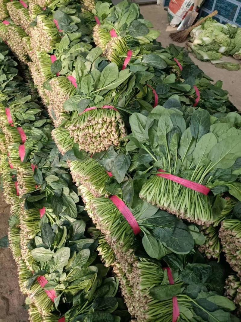菠菜大量供应中，适合走市场，超市等20~25厘米