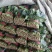 菠菜大量供应中，适合走市场，超市等20~25厘米