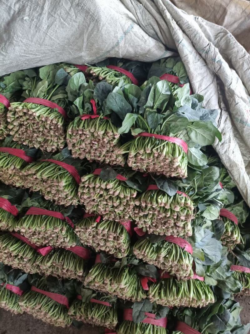 菠菜大量供应中，适合走市场，超市等20~25厘米