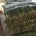菠菜大量供应中，适合走市场，超市等20~25厘米