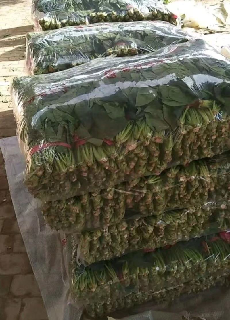 菠菜大量供应中，适合走市场，超市等20~25厘米