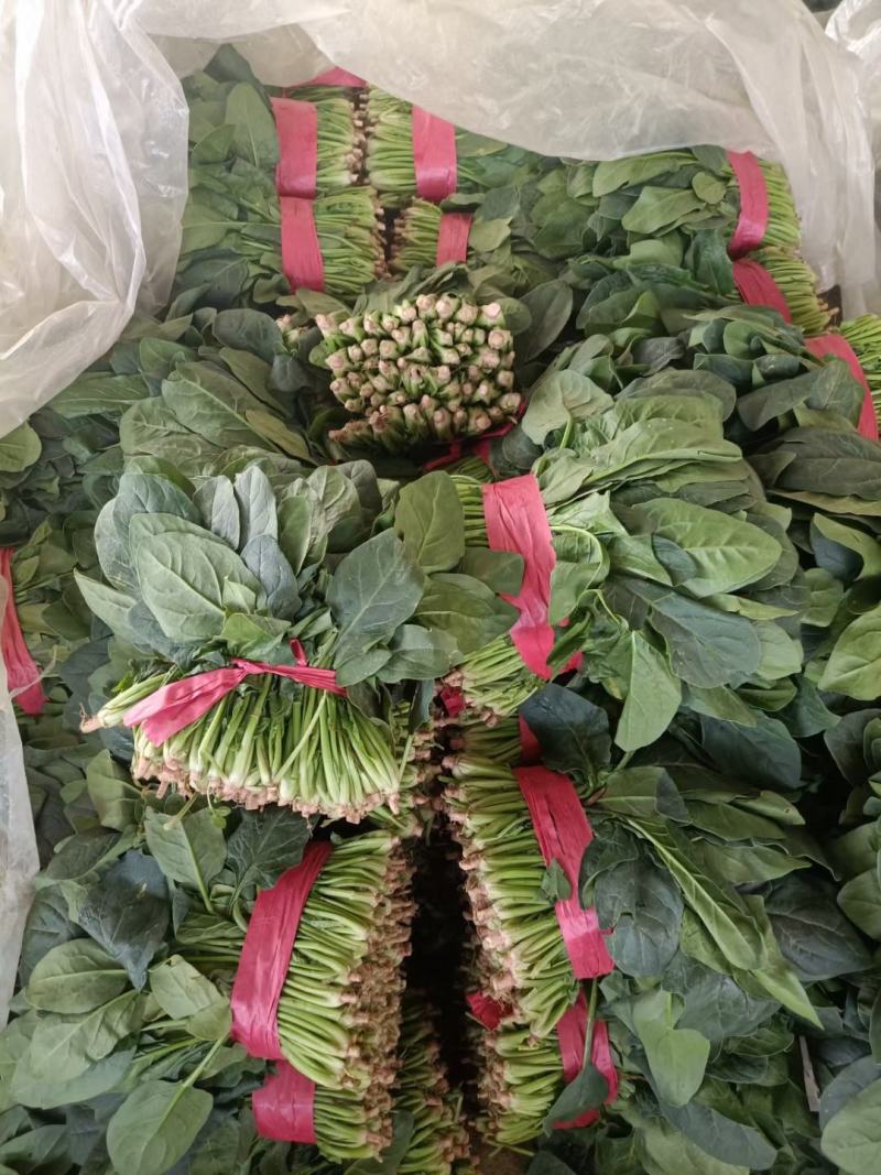 菠菜大量供应中，适合走市场，超市等20~25厘米