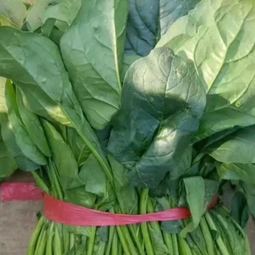 菠菜大量供应中，适合走市场，超市等20~25厘米