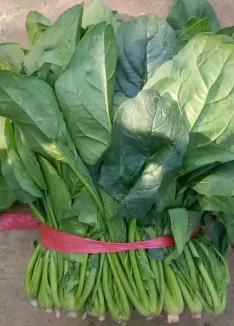 菠菜大量供应中，适合走市场，超市等20~25厘米