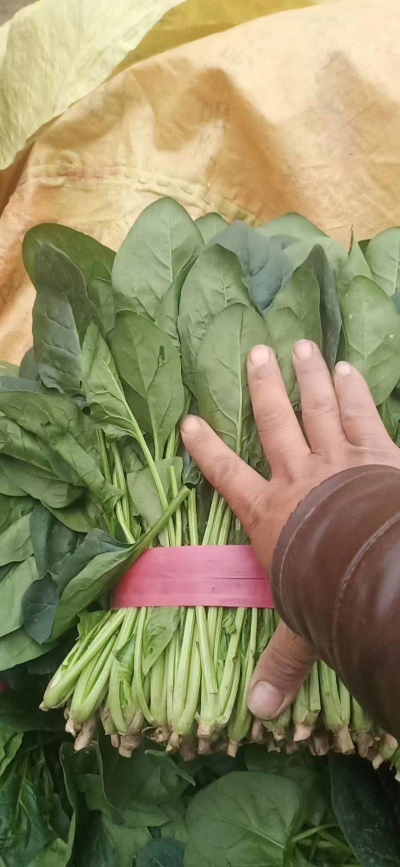 菠菜大量供应中，适合走市场，超市等20~25厘米