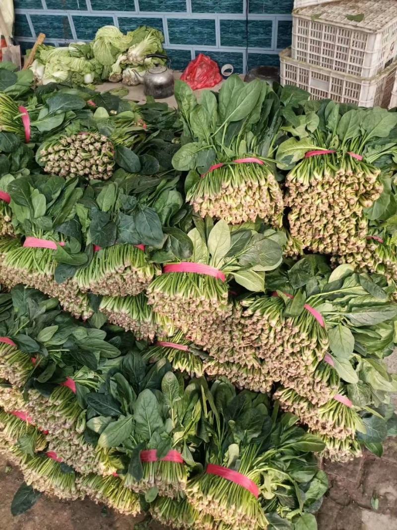 菠菜大量供应中，适合走市场，超市等20~25厘米