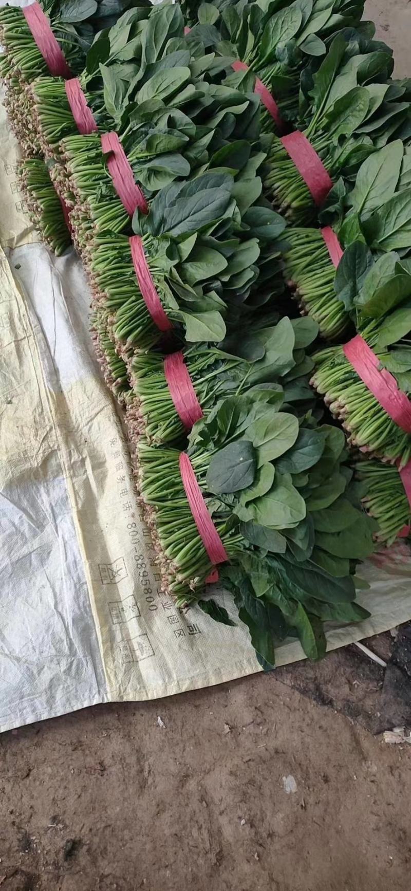 菠菜大量供应中，适合走市场，超市等20~25厘米