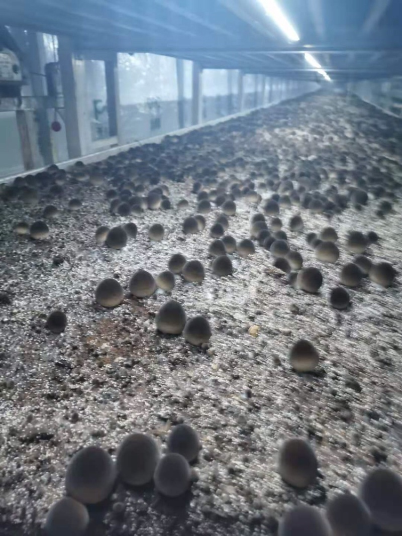 草菇常年大量供应鲜货煮货都有