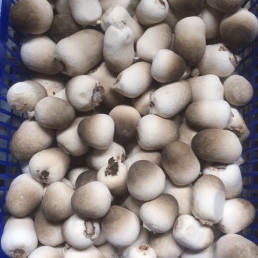 草菇常年大量供应鲜货煮货都有