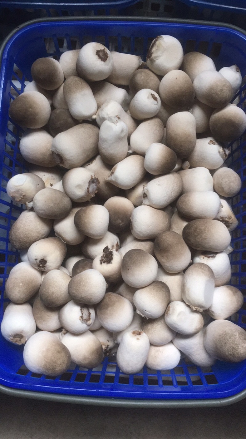 草菇常年大量供应鲜货煮货都有