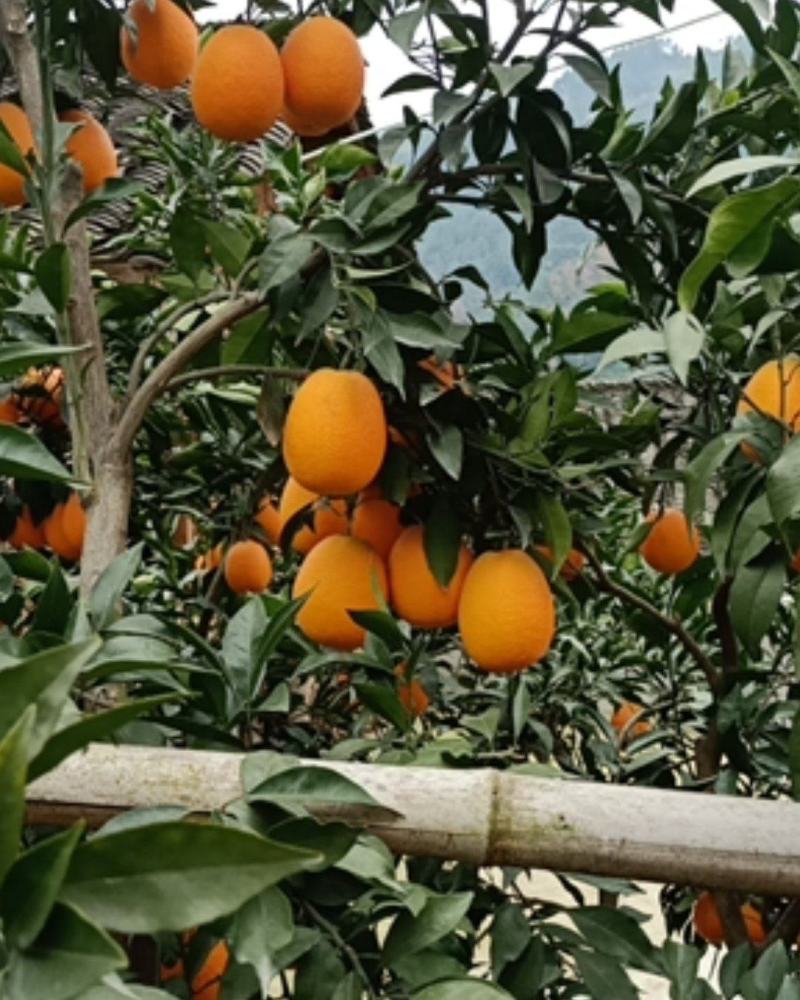 湖北秭归---长虹脐橙