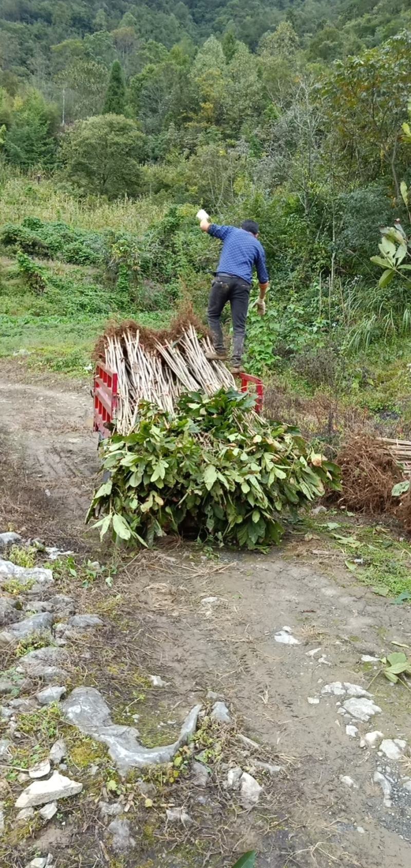 精品七叶树（摇钱树）观赏树木规模大品种全，免费技术指导