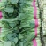 【推荐】河北永年精品小白菜产地直销量大比较新鲜