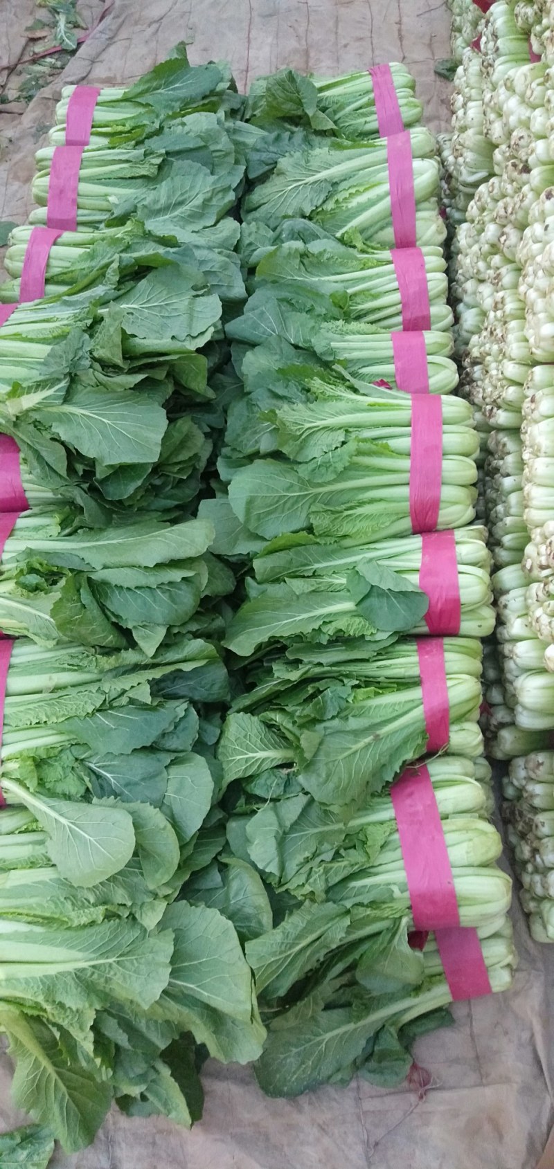 【推荐】河北永年精品小白菜产地直销量大比较新鲜
