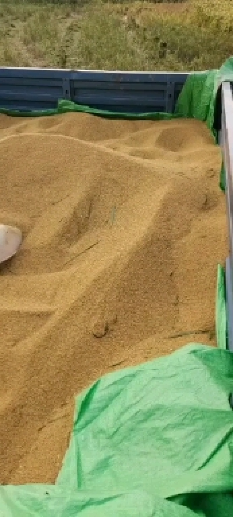 纯新谷子过风过筛标包