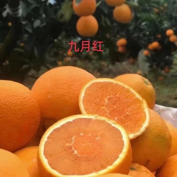爱媛38