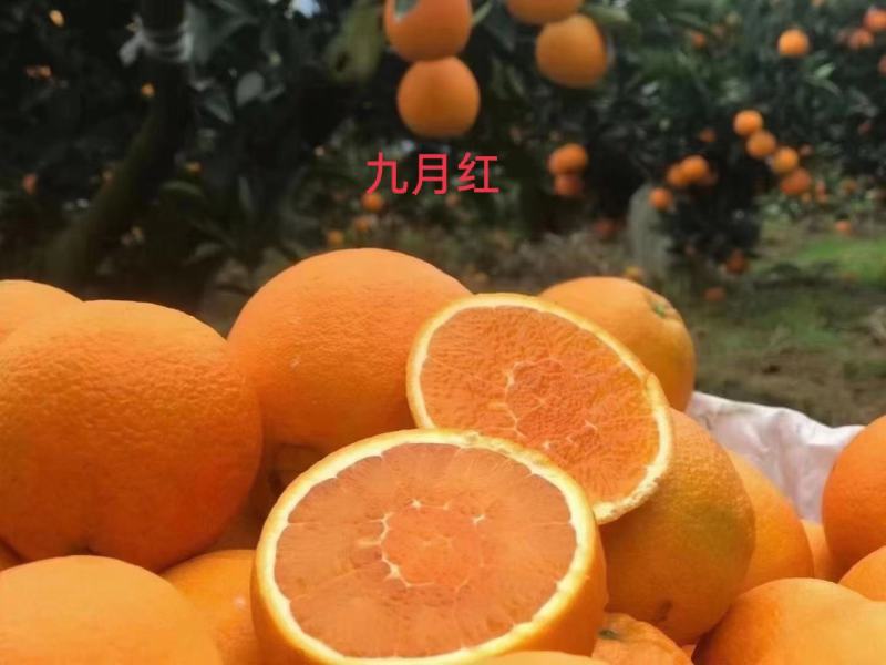爱媛38