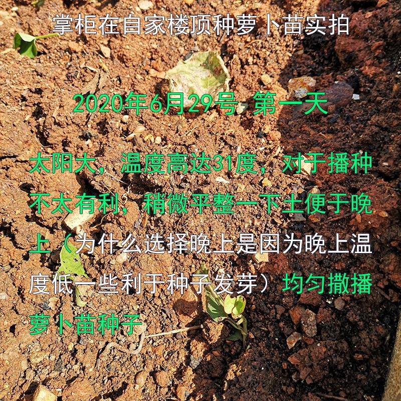 四季速生萝卜菜7天可吃萝卜苗种子萝卜叶阳台水培蔬菜种子