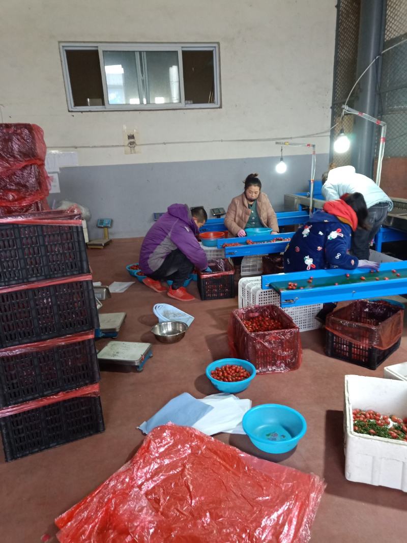 迷恋小番茄金豆千喜圣女果产地量大糖度高现摘现发