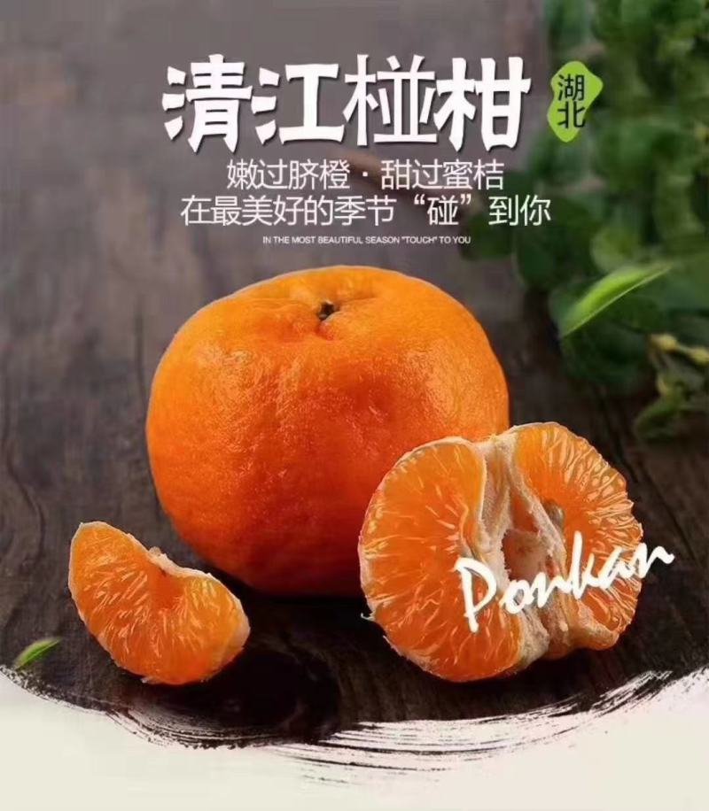 碰柑清江碰柑晚芦大量供应产地源头直供新鲜采摘装