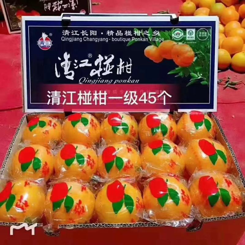 碰柑清江碰柑晚芦大量供应产地源头直供新鲜采摘装