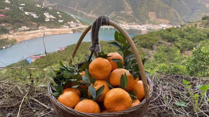 碰柑清江碰柑晚芦大量供应产地源头直供新鲜采摘装