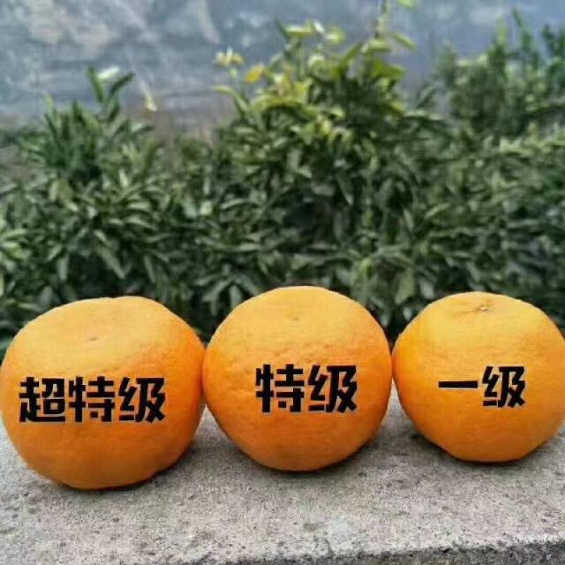 碰柑清江碰柑晚芦大量供应产地源头直供新鲜采摘装