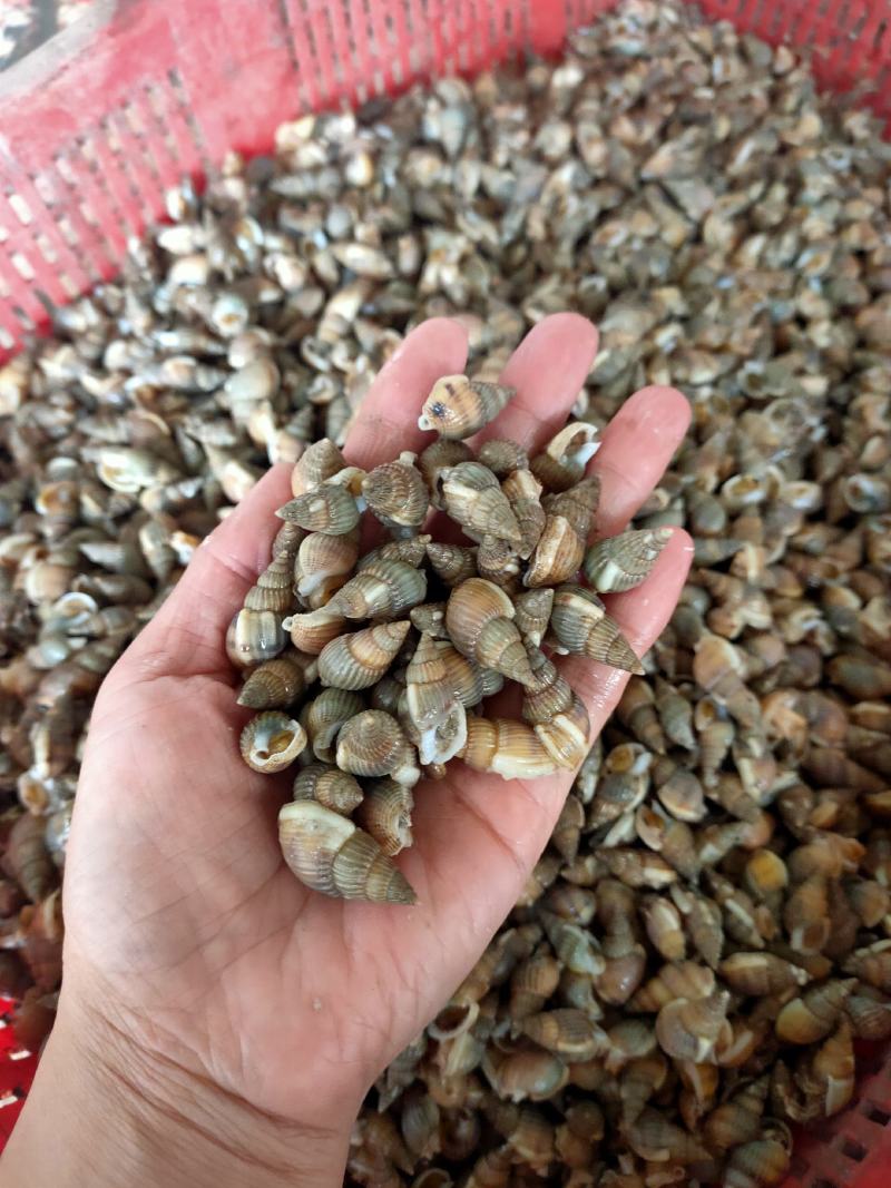 【应有尽有】海丁海螺丝海锥当潮小船货肥度好批发零售均可