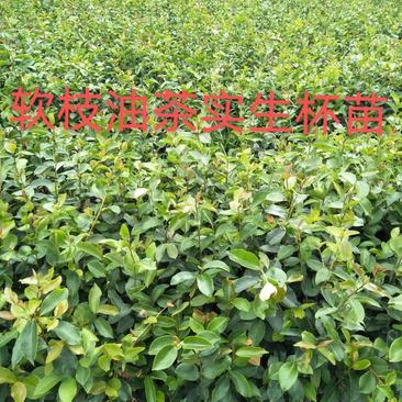油茶苗，供应软枝油茶实生杯苗60万株规格30-60公分高