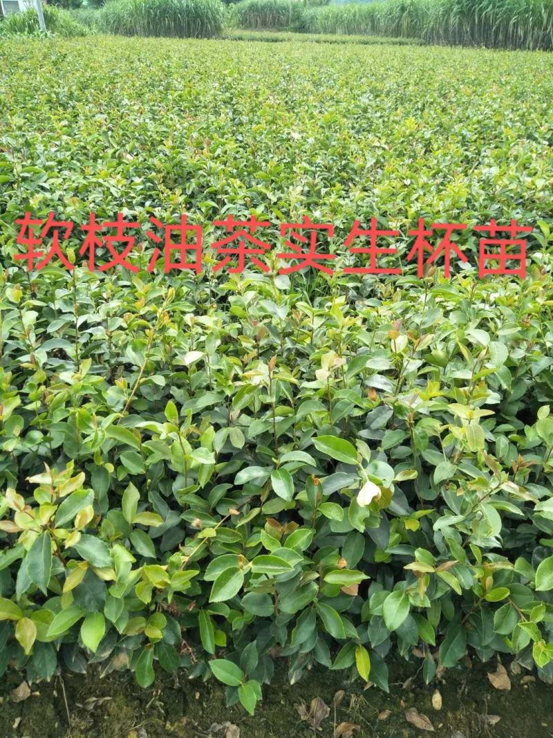油茶苗，供应软枝油茶实生杯苗60万株规格30-60公分高
