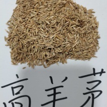 高羊茅草种子，护坡高羊茅种子，草坪高羊茅种子