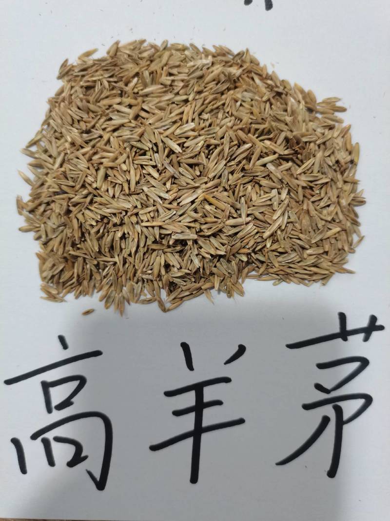 高羊茅草种子，护坡高羊茅种子，草坪高羊茅种子