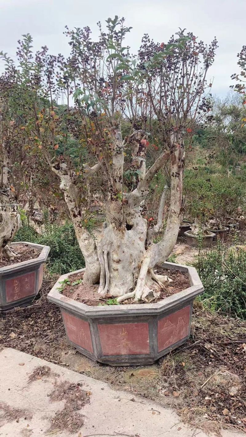 紫薇老桩头盆景冬天落叶灌木种植基地大量现货批发