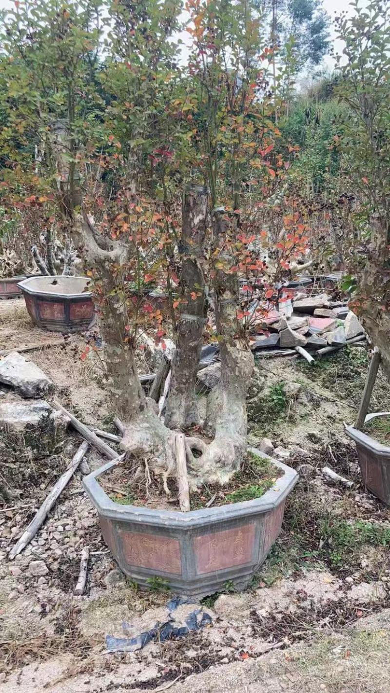 紫薇老桩头盆景冬天落叶灌木种植基地大量现货批发