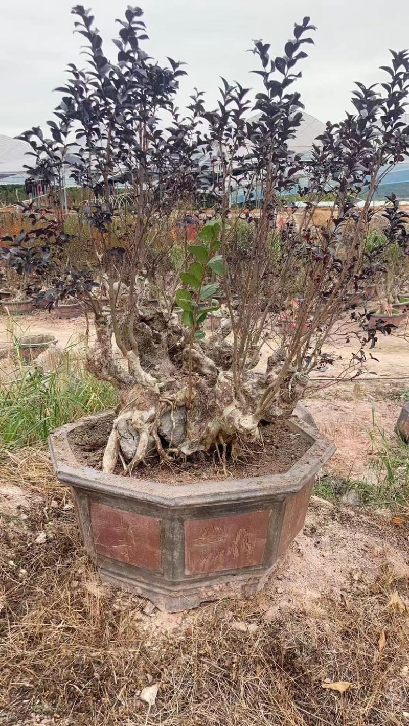 紫薇老桩头盆景冬天落叶灌木种植基地大量现货批发