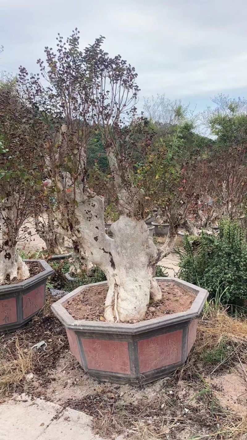 紫薇老桩头盆景冬天落叶灌木种植基地大量现货批发