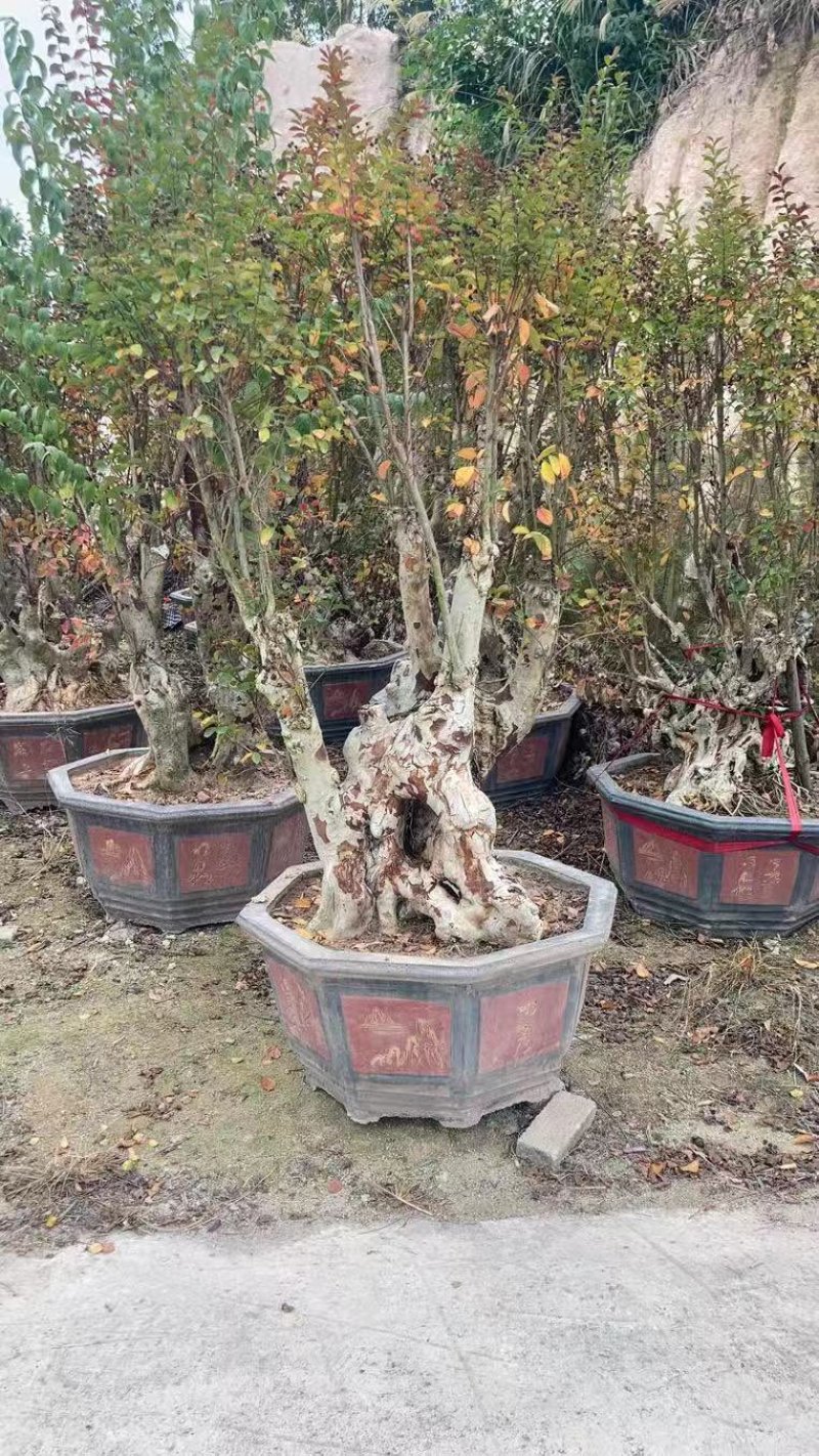紫薇老桩头盆景冬天落叶灌木种植基地大量现货批发