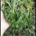 纯野生荠菜，荒地野菜，懂货的来