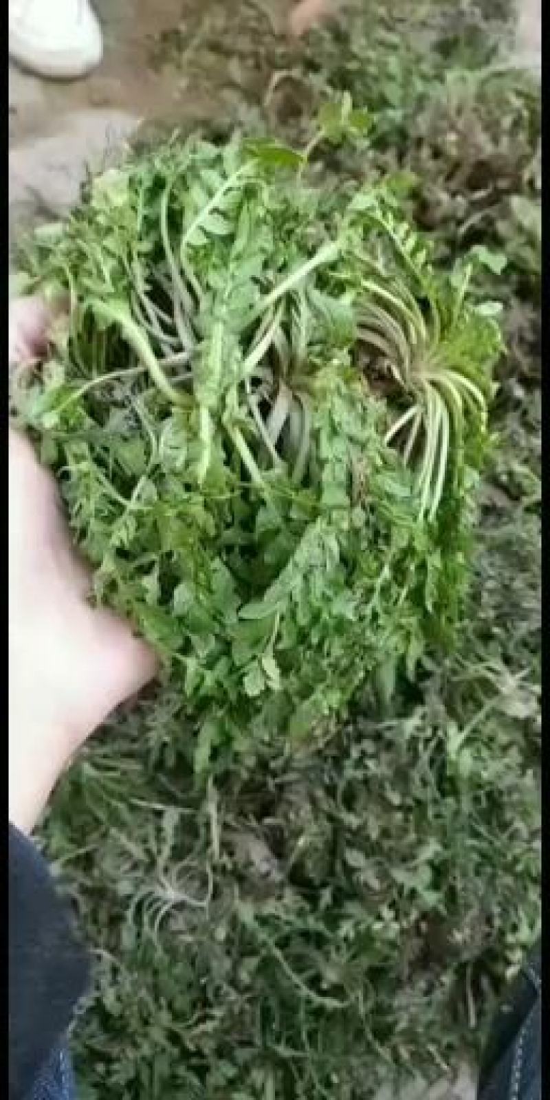 纯野生荠菜，荒地野菜，懂货的来