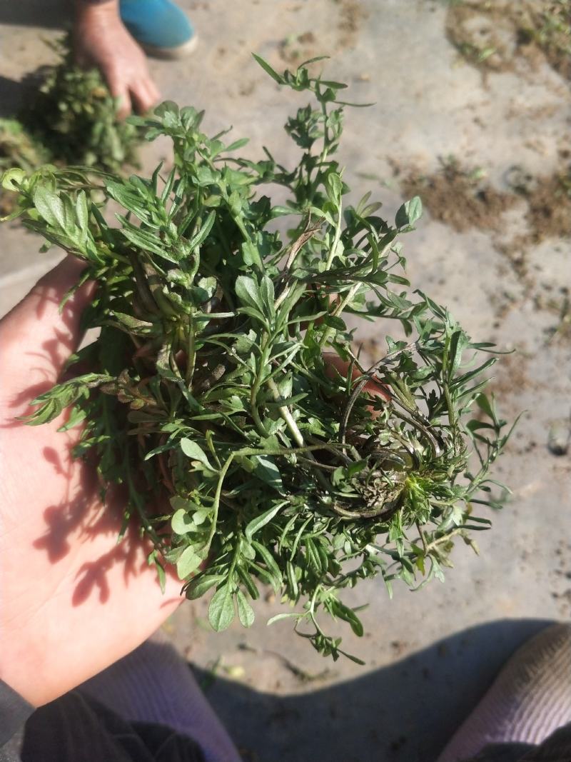 纯野生荠菜，荒地野菜，懂货的来