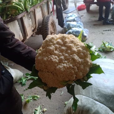 我们经营油机花大量上