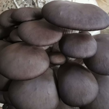 出售精品黑平菇鲜平菇出货量大价格便宜