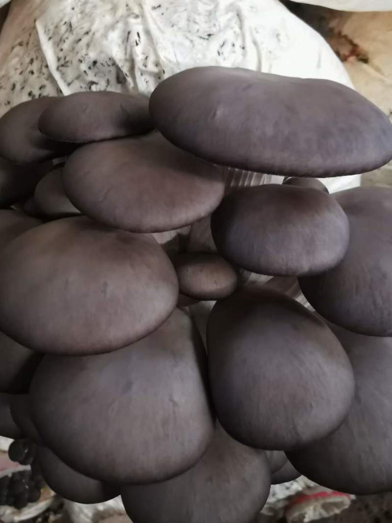 出售精品黑平菇鲜平菇出货量大价格便宜