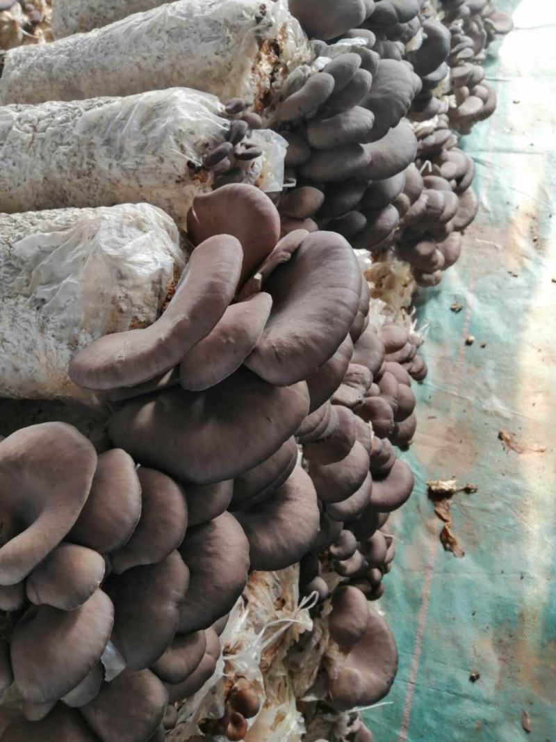 出售精品黑平菇鲜平菇出货量大价格便宜