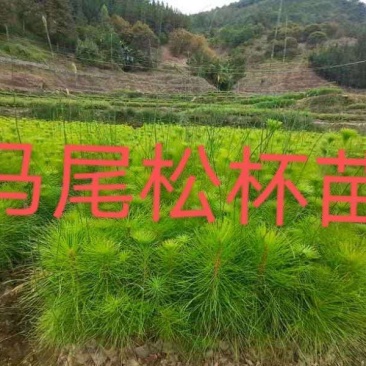 供应马尾松苗，薄膜杯，无纺布杯苗都有，欢迎客户联系下单