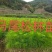 供应马尾松苗，薄膜杯，无纺布杯苗都有，欢迎客户联系下单