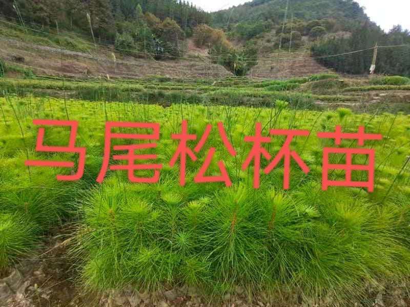 供应马尾松苗，薄膜杯，无纺布杯苗都有，欢迎客户联系下单
