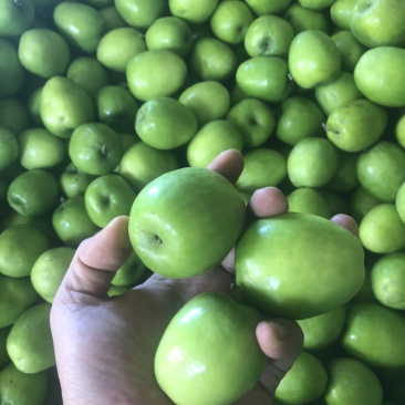 本地特产水果青枣（高兰和甜蜜）