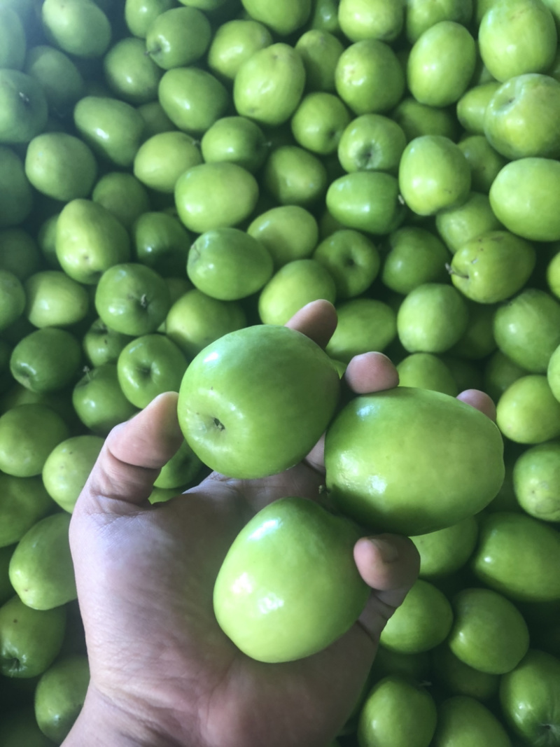 本地特产水果青枣（高兰和甜蜜）