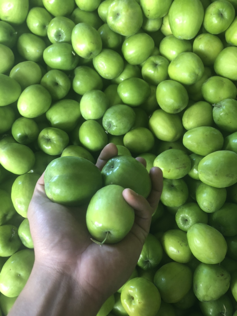 本地特产水果青枣（高兰和甜蜜）
